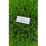 DLF Turfline Sunshine travno seme - slika 2