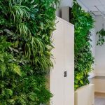 Maxgreenwall zelena stena