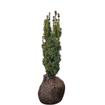 Taxus baccata ‘Fastigiata’ (Stebrasta tisa)