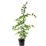 Carpinus betulus (Navadni gaber)