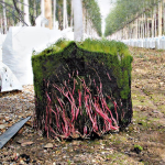 PlantinBag - Pletena vreča za borovnice in grmovnice 55 L - slika 2