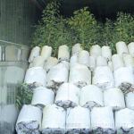 PlantinBag - Pletena vreča za borovnice in grmovnice 55 L - slika 4