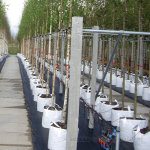 PlantinBag - Pletena vreča za borovnice in grmovnice 55 L - slika 3