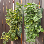 Sadilna vreča 8 lukenj - slika 2